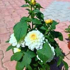 Unvin Melez Yıldızı - Bodur Dahlia Yıldız Çiçeği