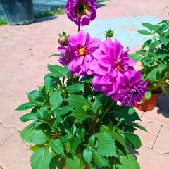 Unvin Melez Yıldızı - Bodur Dahlia Yıldız Çiçeği