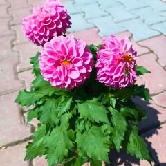 Unvin Melez Yıldızı - Bodur Dahlia Yıldız Çiçeği