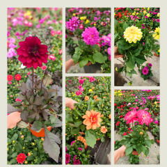 Unvin Melez Yıldızı - Bodur Dahlia Yıldız Çiçeği