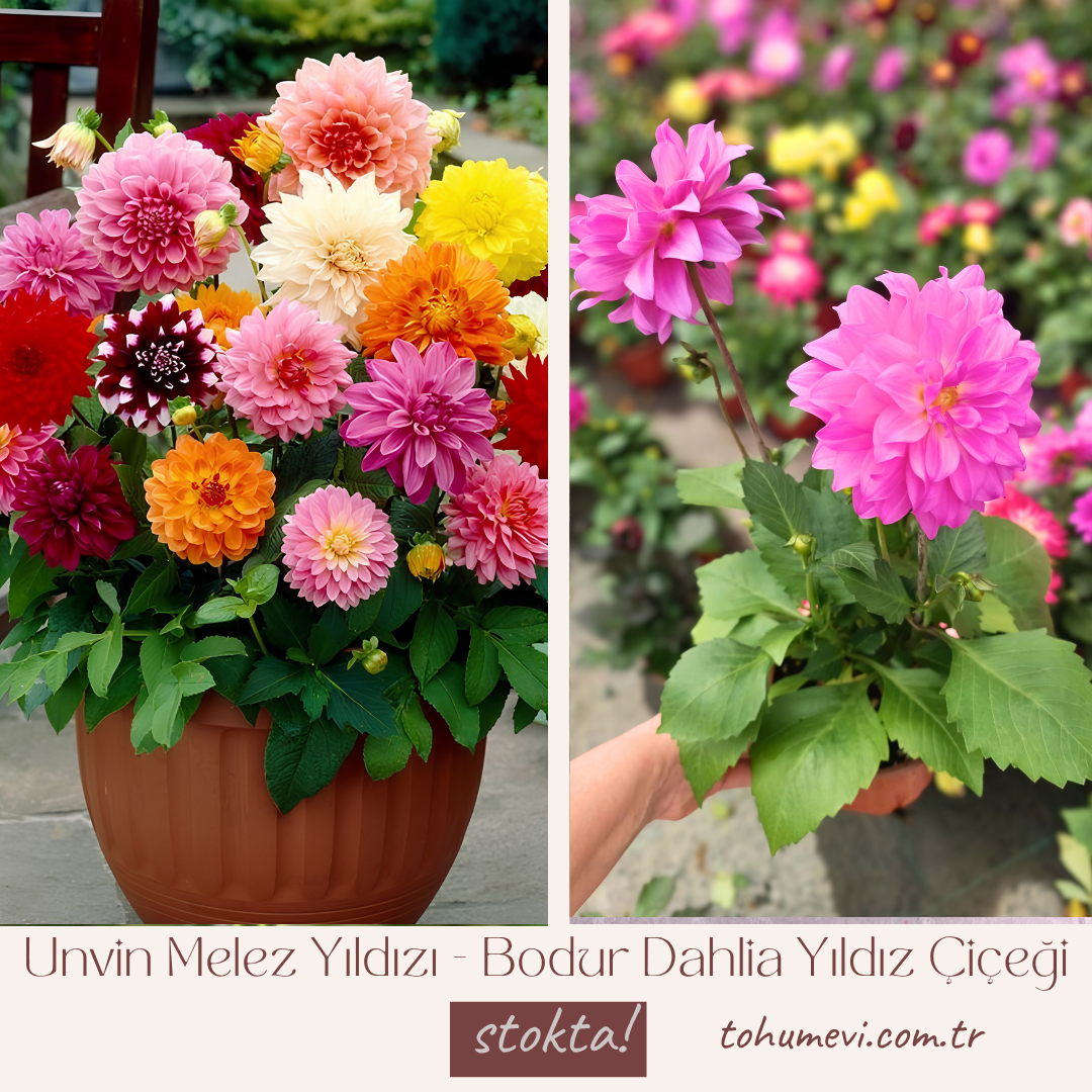 Unvin Melez Yıldızı - Bodur Dahlia Yıldız Çiçeği