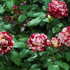 Türkiyem Gül Fidanı Yediveren Kokulu - İthal