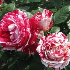 Türkiyem Gül Fidanı Yediveren Kokulu - İthal