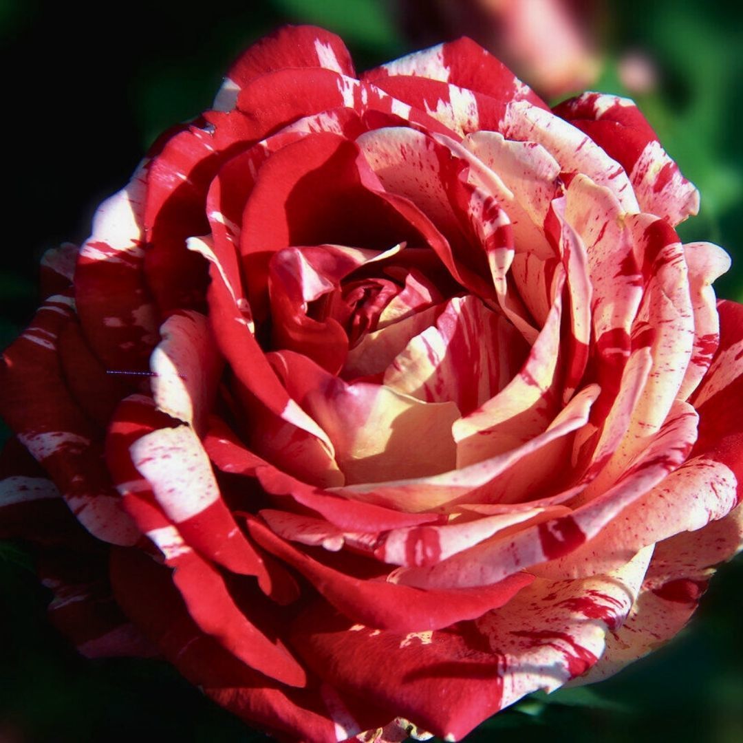 Türkiyem Gül Fidanı Yediveren Kokulu - İthal