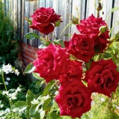 Kırmızı Kokulu Gül Fidanı Yediveren Kokulu