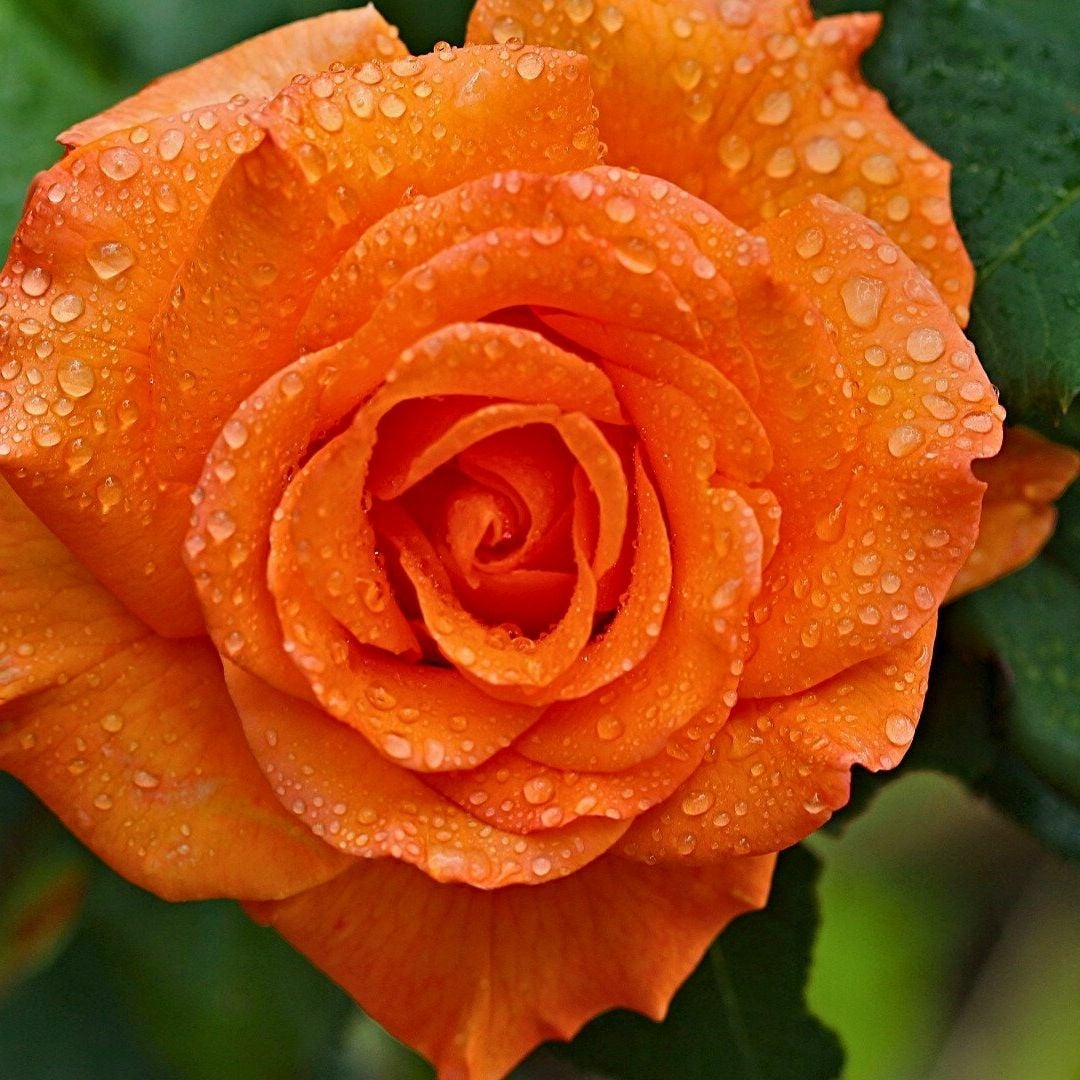 Turuncu Gül Fidanı Yediveren Kokulu