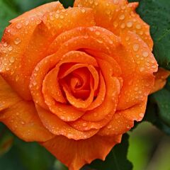 Turuncu Gül Fidanı Yediveren Kokulu - İthal