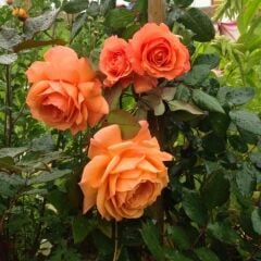 Turuncu Gül Fidanı Yediveren Kokulu - İthal