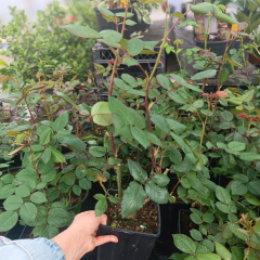 Turuncu Gül Fidanı Yediveren Kokulu