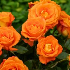 Turuncu Gül Fidanı Yediveren Kokulu - İthal