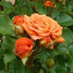 Turuncu Gül Fidanı Yediveren Kokulu - İthal