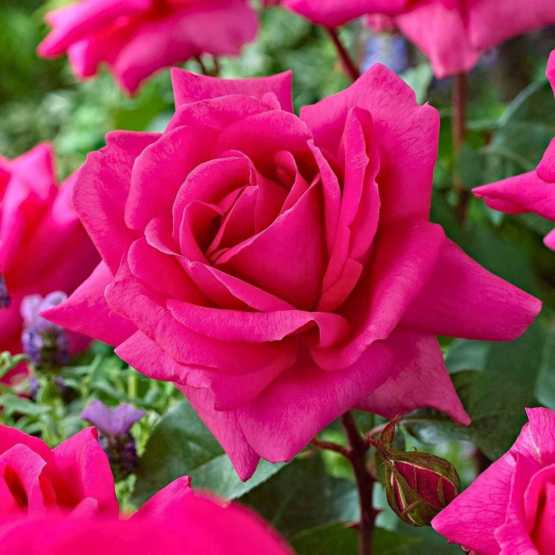 Alman Pembe Gül Fidanı Yediveren Kokulu