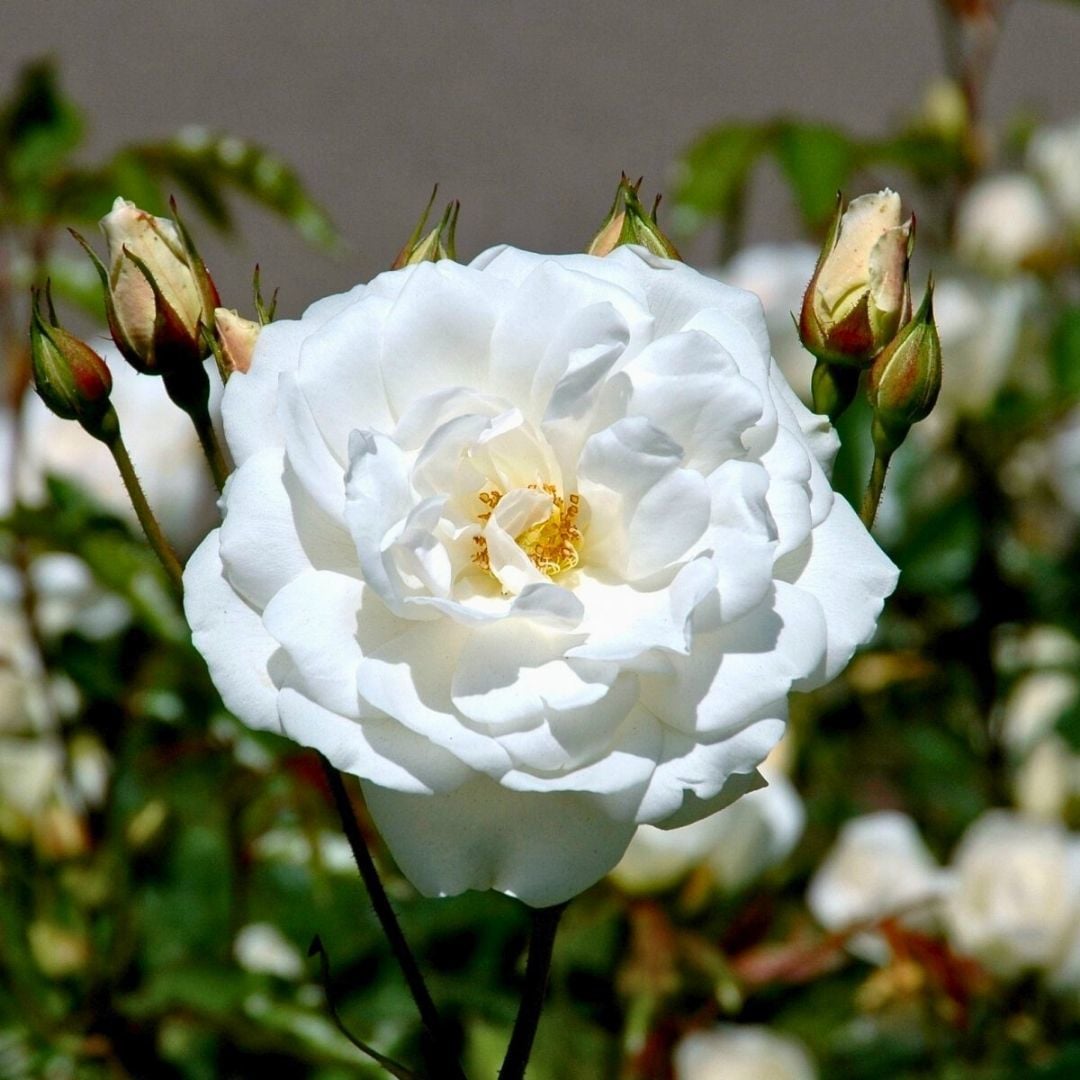 Kokulu Beyaz Gül Fidanı Yediveren