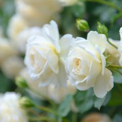 Kokulu Beyaz Gül Fidanı Yediveren - İthal