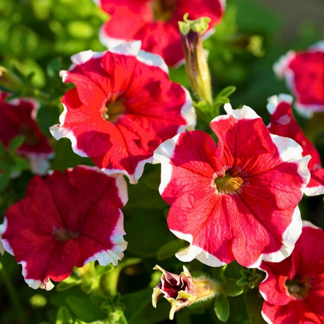 Kırmızı Yıldız Petunya Askılı Saksıda - Petunia Stars