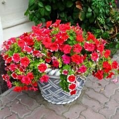 Kırmızı Yıldız Petunya Askılı Saksıda - Petunia Stars