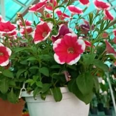 Kırmızı Yıldız Petunya Askılı Saksıda - Petunia Stars