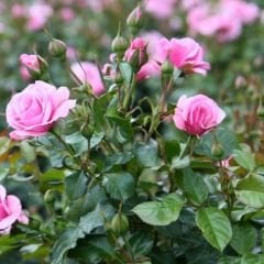 Pembe Gül Fidanı Yediveren Kokulu