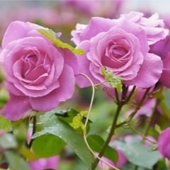 Pembe Gül Fidanı Yediveren Kokulu