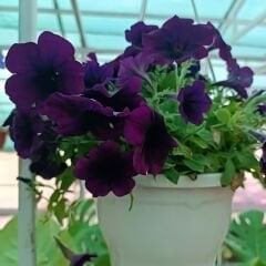 Mürdüm Yediveren Petunya Askılı Saksıda - Patio Blue