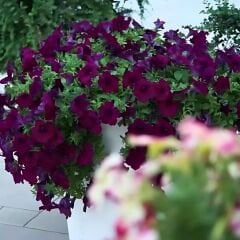 Mürdüm Yediveren Petunya Askılı Saksıda - Patio Blue
