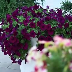 Mürdüm Yediveren Petunya Askılı Saksıda - Patio Blue