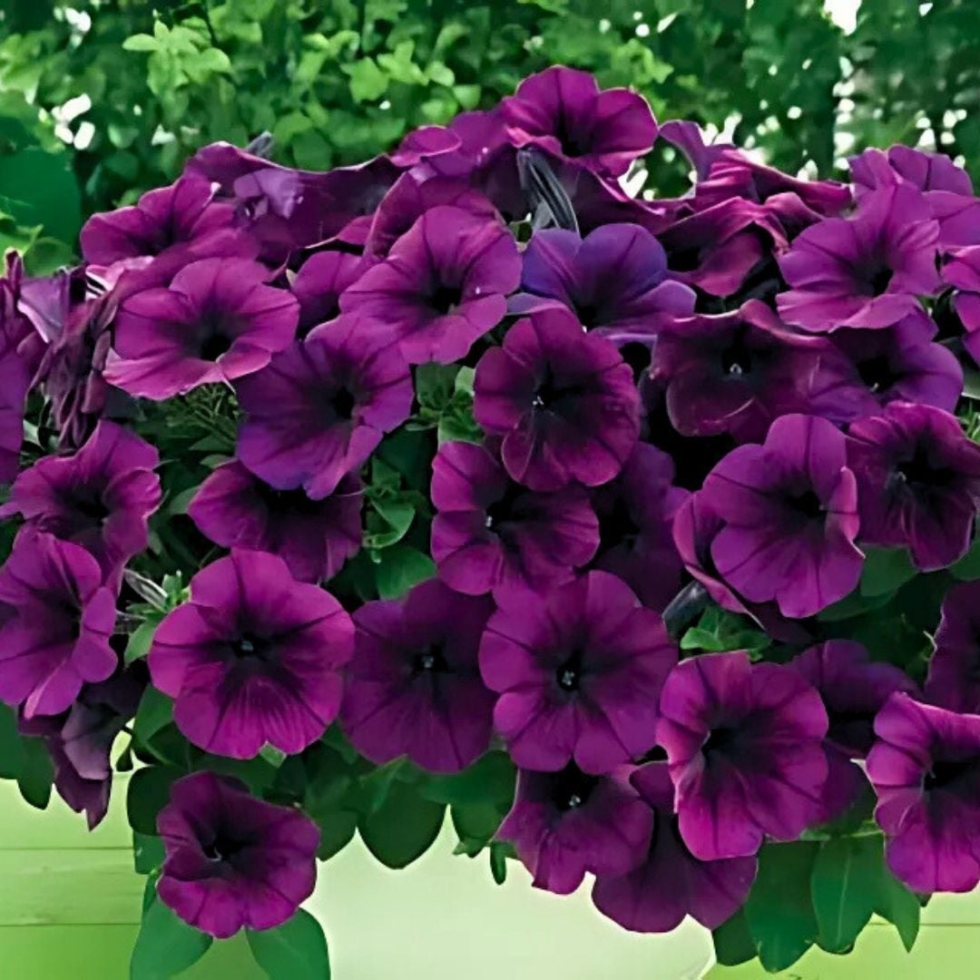 Mürdüm Yediveren Petunya Askılı Saksıda - Patio Blue