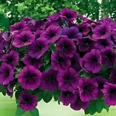 Mürdüm Yediveren Petunya Askılı Saksıda - Patio Blue