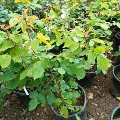 Kar Beyaz Gül Fidanı Yediveren