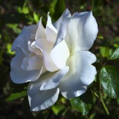 Kar Beyaz Gül Fidanı Yediveren