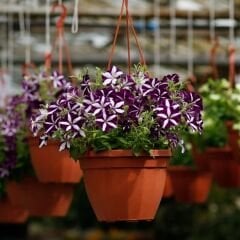 Fuşya Ebruli Yediveren Petunya Askılı Saksıda - Patio fuchsia