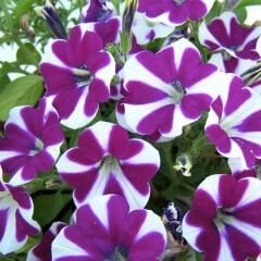 Fuşya Ebruli Yediveren Petunya Askılı Saksıda - Patio fuchsia