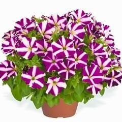 Fuşya Ebruli Yediveren Petunya Askılı Saksıda - Patio fuchsia