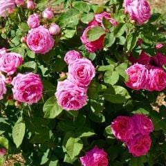 Isparta Pembe Gül Fidanı Yediveren Kokulu