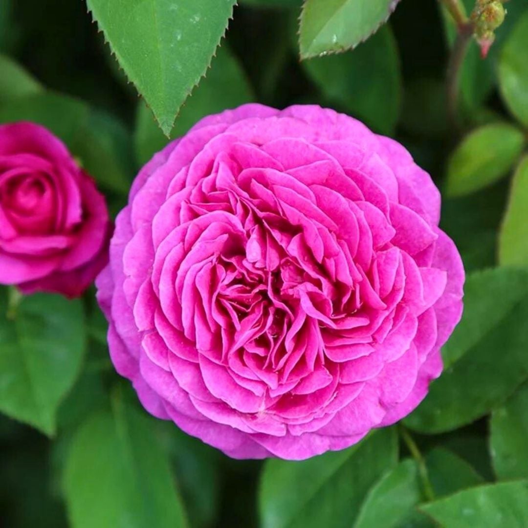 Isparta Pembe Gül Fidanı Yediveren Kokulu