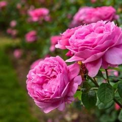 Isparta Pembe Gül Fidanı Yediveren Kokulu