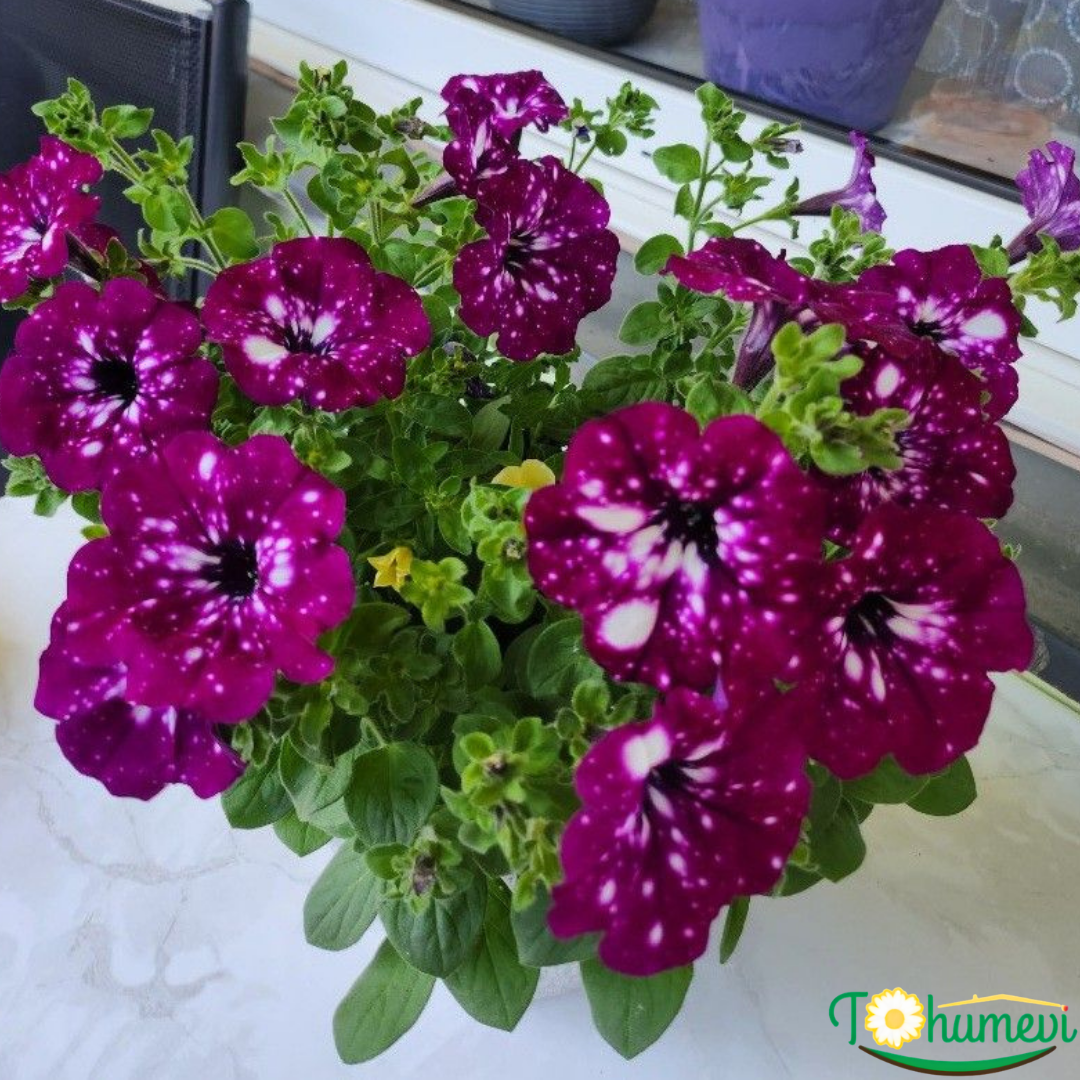 Thunderstorm Galaksi Sarkan Petunya Askılı Saksıda -Pegasus Special Pink