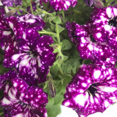 Thunderstorm Galaksi Sarkan Petunya Askılı Saksıda -Pegasus Special Pink