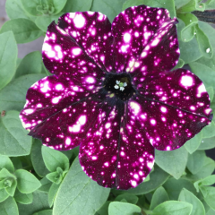 Thunderstorm Galaksi Sarkan Petunya Askılı Saksıda -Pegasus Special Pink