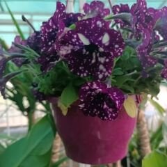 Thunderstorm Galaksi Sarkan Petunya Askılı Saksıda -Pegasus Special