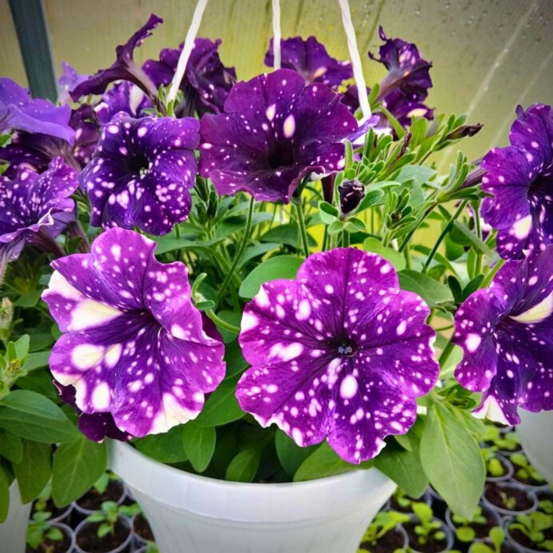 Thunderstorm Galaksi Sarkan Petunya Askılı Saksıda -Pegasus Special