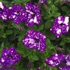 Thunderstorm Galaksi Sarkan Petunya Askılı Saksıda -Pegasus Special