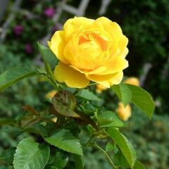 Sarı Gül Fidanı Yediveren Kokulu