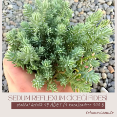 Sedum Reflexum Dam Koruğu – Yer Örtücü-Yayılıcı Bitki (1 KASA /48 adet fide)