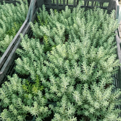 Sedum Reflexum Dam Koruğu – Yer Örtücü-Yayılıcı Bitki (1 KASA /48 adet fide)
