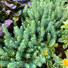 Sedum Reflexum Dam Koruğu – Yer Örtücü-Yayılıcı Bitki (1 KASA /48 adet fide)