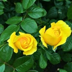 Sarı Gül Fidanı Yediveren Kokulu