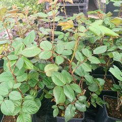 Sarı Gül Fidanı Yediveren Kokulu