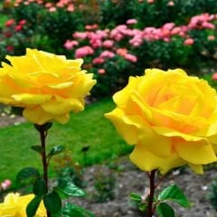 Sarı Gül Fidanı Yediveren Kokulu