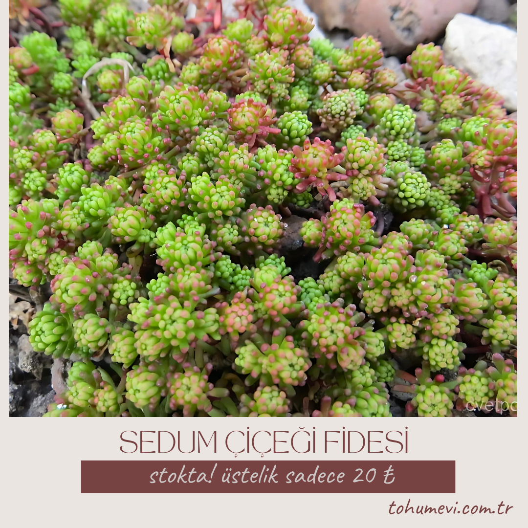 ﻿Sedum Çiçeği Fidesi - Sedum spp – Yer Örtücü-Yayılıcı Bitki